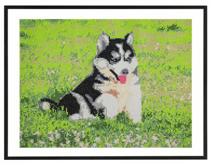Timanttimaalaus 40x50cm Koira