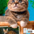 Tuotteen Kattkalender 2025 pikkukuva 1