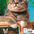 Tuotteen Kattkalender 2025 pikkukuva 2