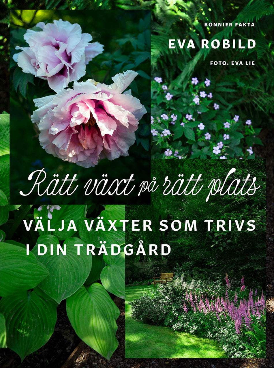 Valokuva kirjasta Eva Robild Rätt växt på rätt plats : välja växter som trivs i din trädgård, kuuluu tuoteryhmään Ruots harrasteet taide.