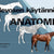 Tuotteen Hevosen käytännön anatomia pikkukuva 1