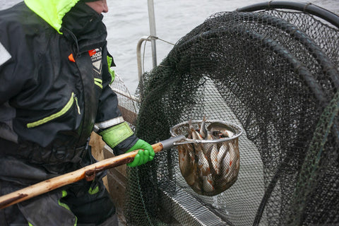 Kalastajien kyydissä Itämerellä