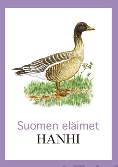 Valokuva kirjasta  Hanhi, kuuluu tuoteryhmään Lasten ja nuorten tietokirjat.