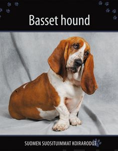 Valokuva kirjasta  Basset hound, kuuluu tuoteryhmään Luonto.