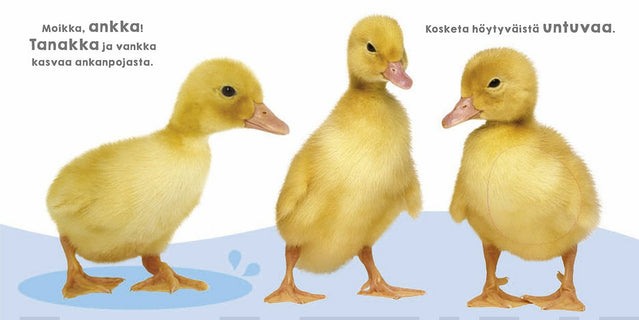 Kokeile itse: Ankka ja kaverit